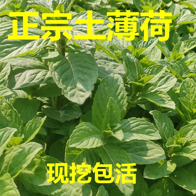 凉薄荷庭院阳台驱蚊止痒提神醒脑