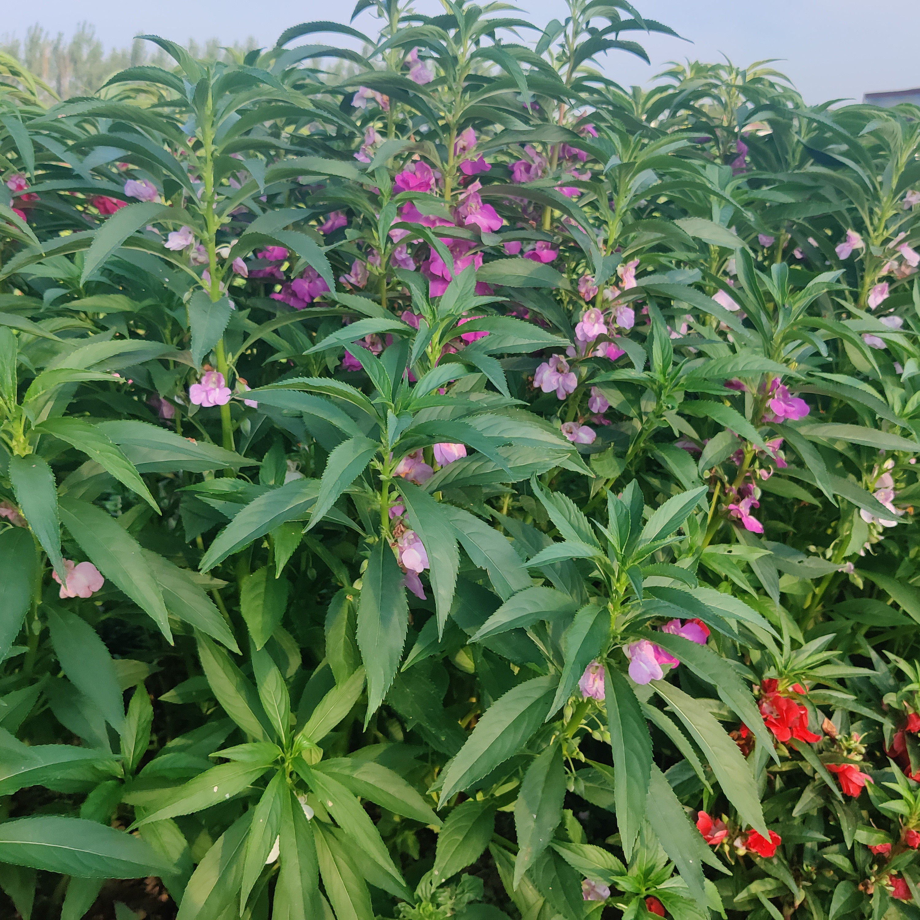 凤仙花指甲花小桃红海娜花透骨草急性子红紫粉白另售重瓣凤仙花
