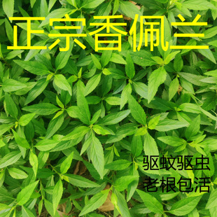 中华香佩兰包活泡茶去口臭可食用醒头草伤力草鸡骨香泡茶盆栽水香