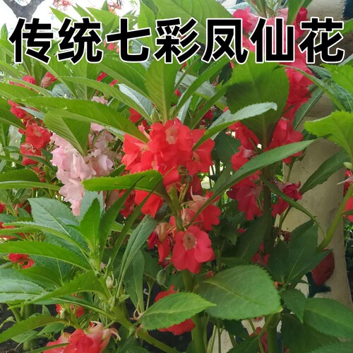 凤仙花阳台庭院包指甲净化空气易