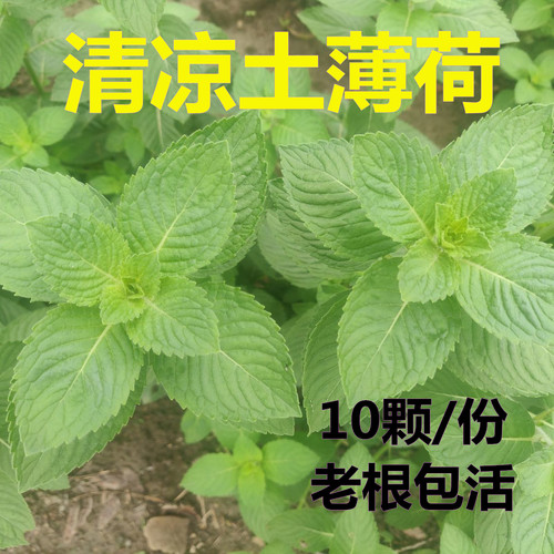 中华土薄荷中药清凉薄荷