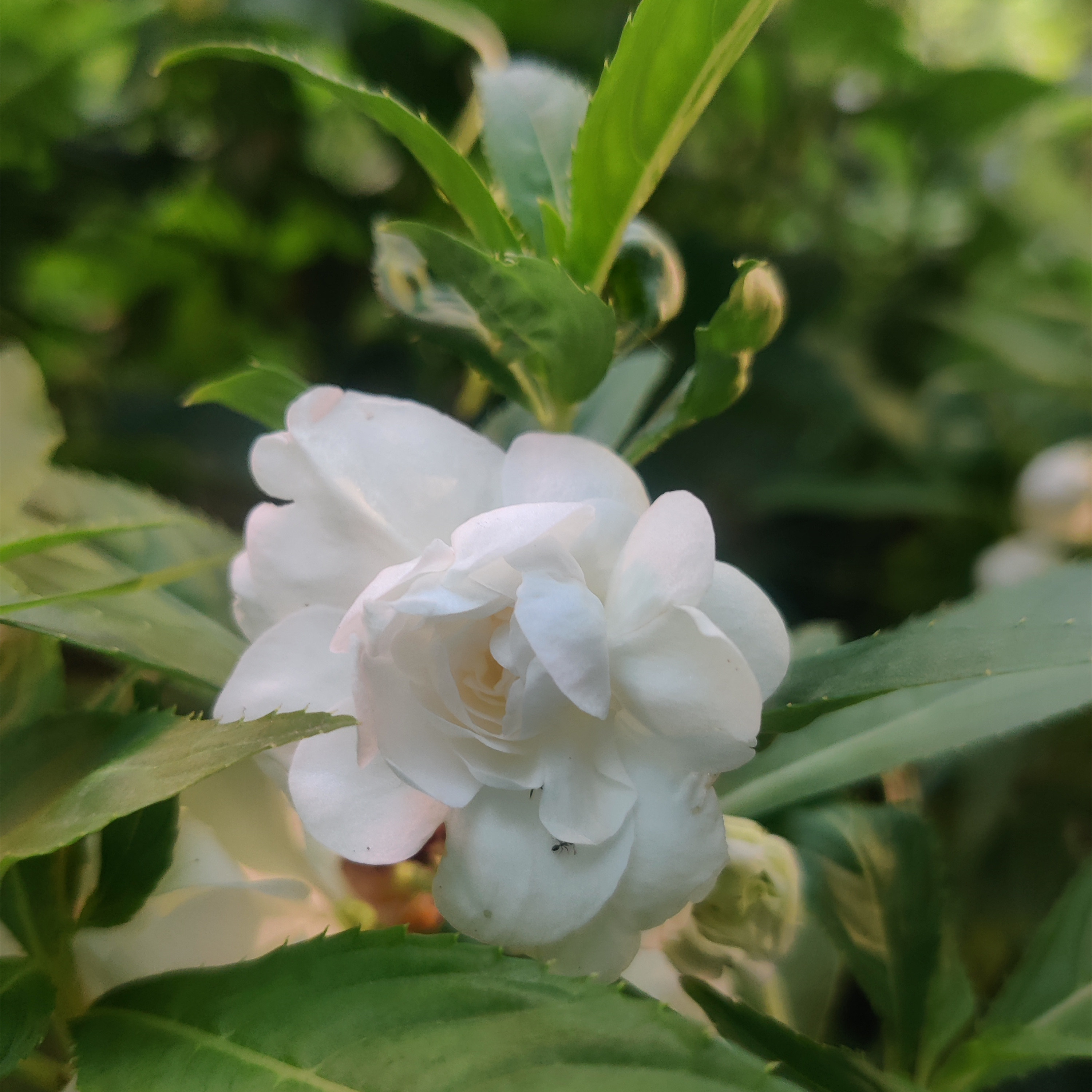 茶花凤仙花重瓣凤仙红紫粉白花驱蛇重瓣指甲花庭院室外阳台盆栽