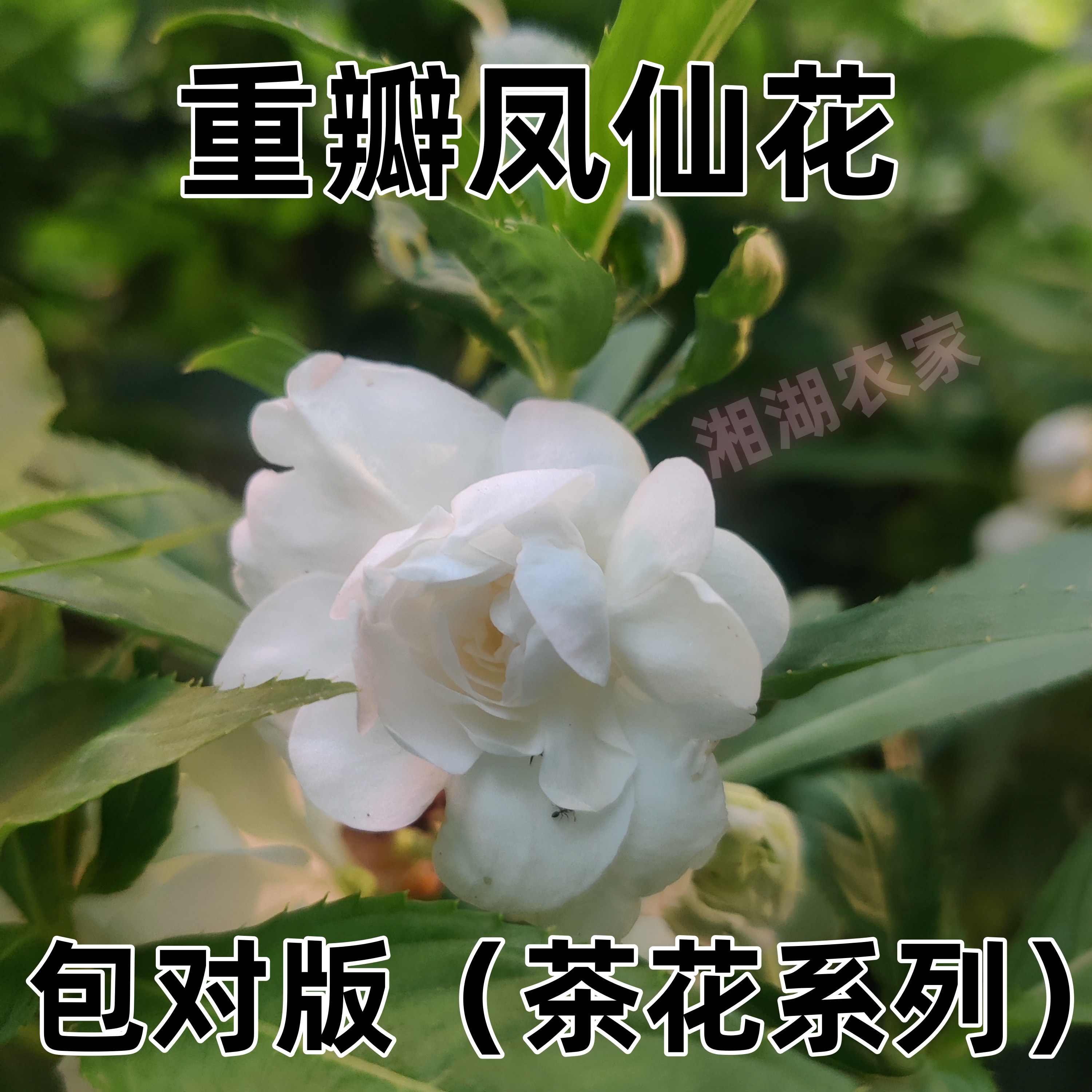 茶花凤仙花重瓣凤仙红紫粉白花驱蛇重瓣指甲花庭院室外阳台盆栽