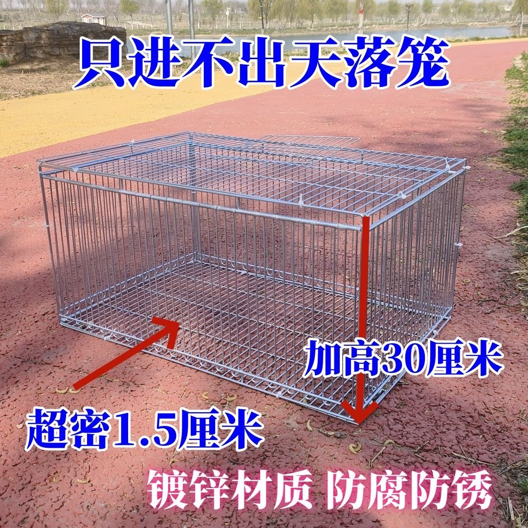 升级户外收集鸽子只进不出器