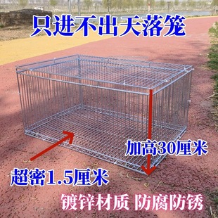 天落笼子只进不出笼全自动撞门捕捉抓收鸽子神器捕笼器鸟加密款