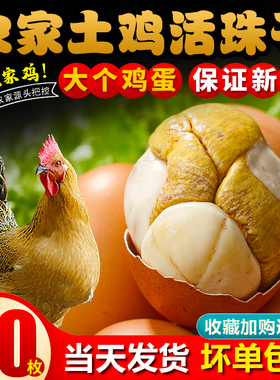 40枚活珠子新鲜13天五香味开袋即食香辣毛蛋活珠子熟毛鸡蛋钢化蛋