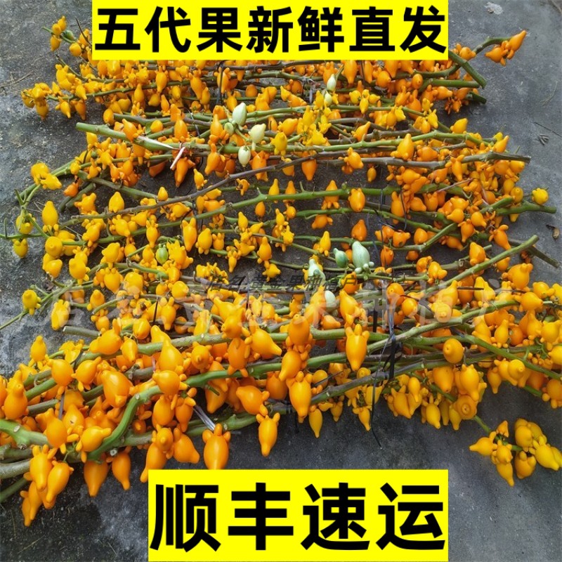 新鲜耐放家居摆放福禄果植物鲜切