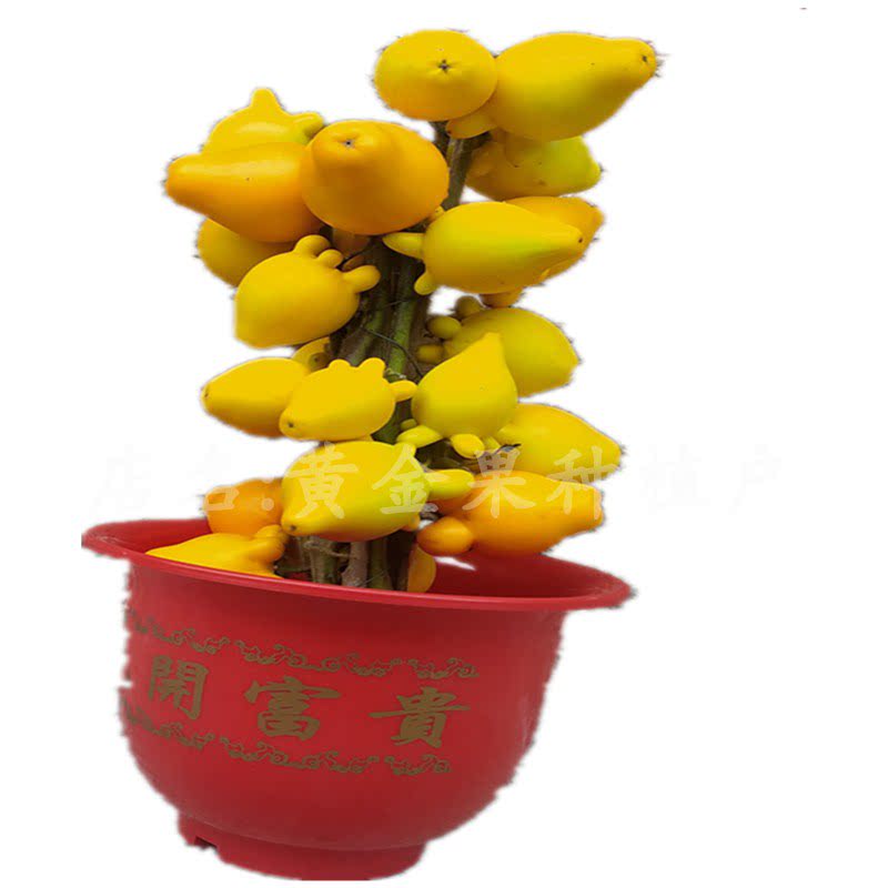 盆景直接摆放不用浇水非常容易