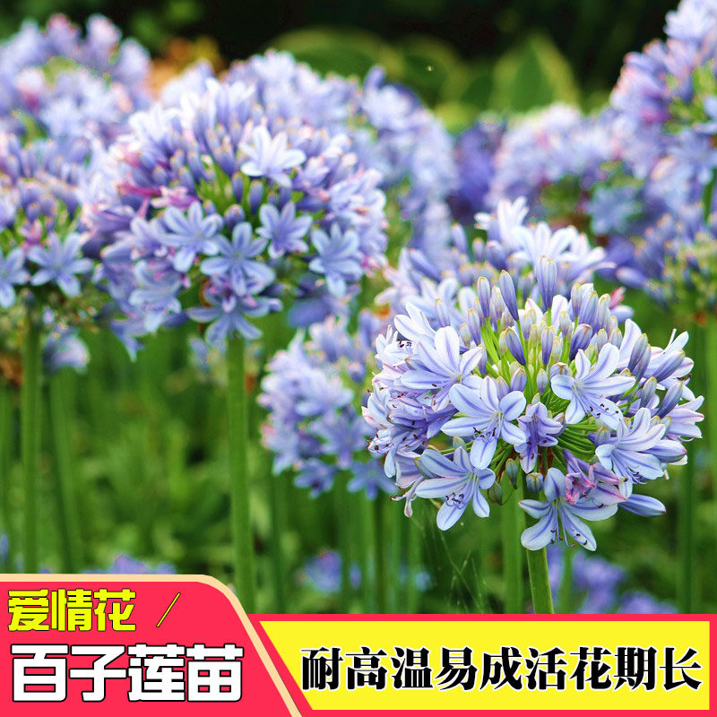 百子莲根茎花苗四季种植庭院阳台植物花卉地栽耐寒百合花种球