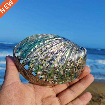 11-13cm Large Rainbow Abalone Charm Beach Sea Colorful