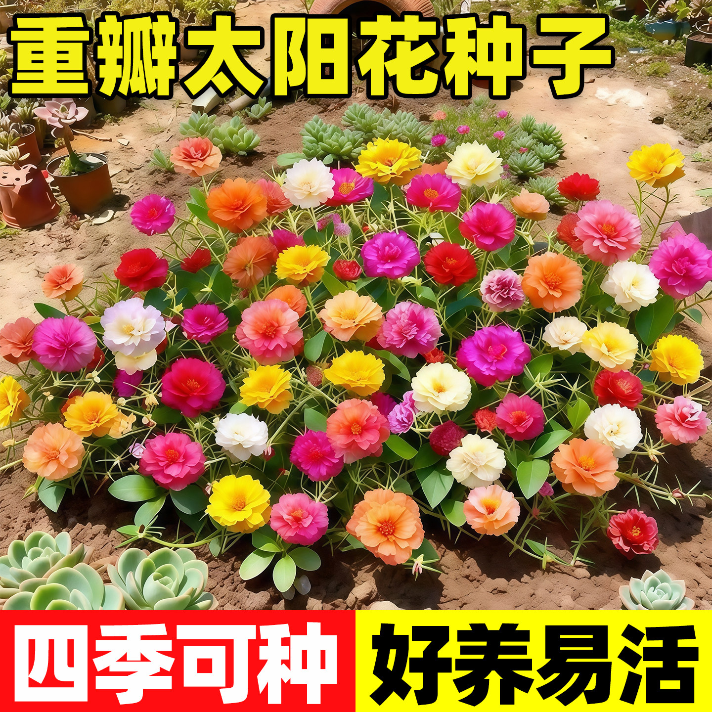 重瓣太阳花种孑花种籽子室内室外观花卉植物花籽四季播种开花易活