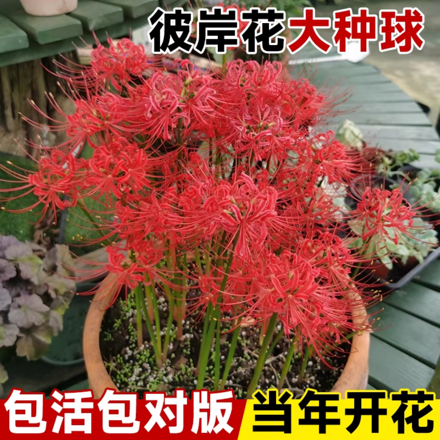 彼岸花种球曼珠沙华花种红花石蒜室内室外植物龙爪花盆栽花卉种子