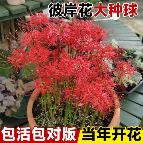 彼岸花种球曼珠沙华花种红花石蒜