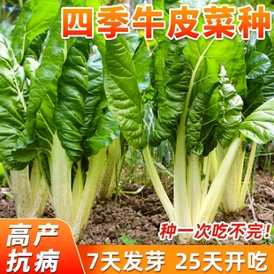四川牛皮菜种子四季可种大叶厚皮根达菜高产庭院南方甜菜蔬菜种籽