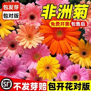 进口非洲菊种子扶郎花菊花种籽阳台盆栽四季景观绿化植物花卉种孑