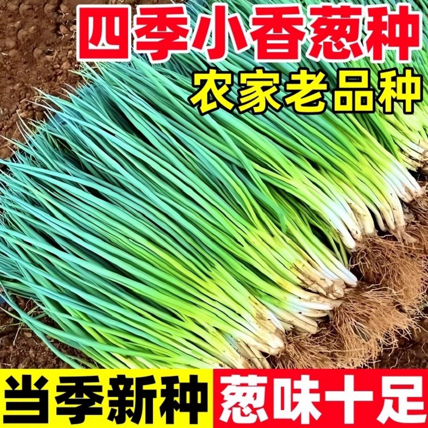 四季小香葱种子正宗老品种