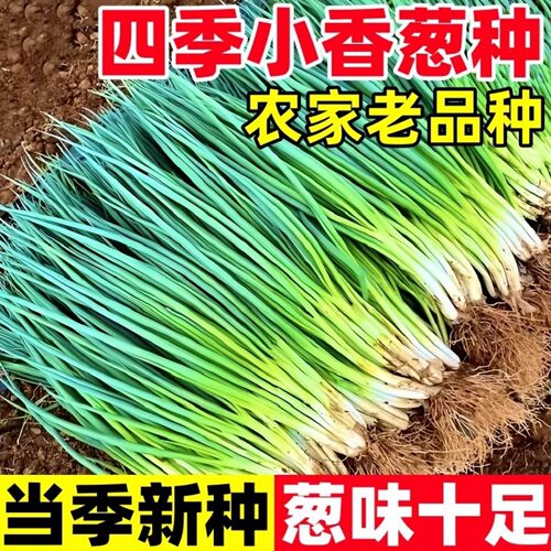 四季小香葱种子正宗老品种