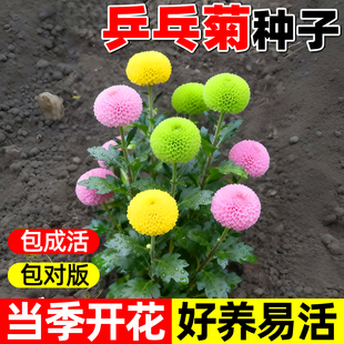 乒乓菊花种子小雏菊四季播种易活室内外花卉盆栽花种籽子播种花籽