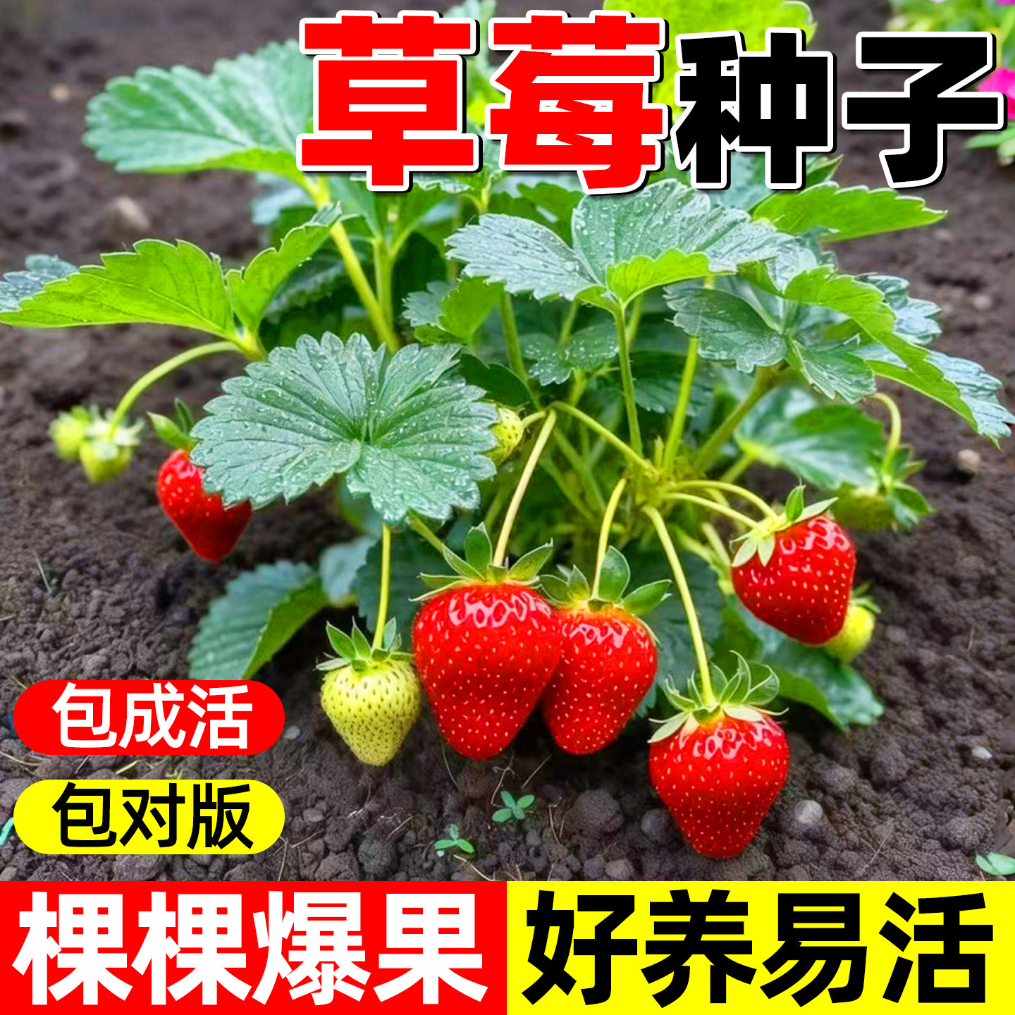 草莓种籽子丹东99四季种植奶油草莓水果种籽蔬菜种籽大全种子孑苗