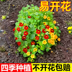 旱金莲种子旱荷花籽垂吊爬藤庭院室内阳台盆栽易活多年生观叶植物