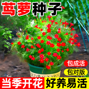羽叶茑萝花种子爬藤花卉植物种籽室内外庭院易活四季开花种五角星