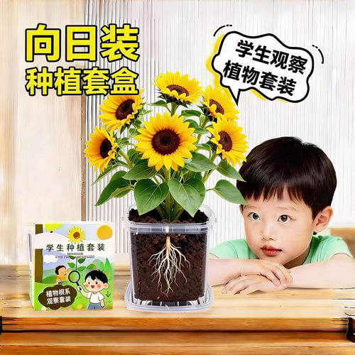 向日葵种四季小学生科学实验观察