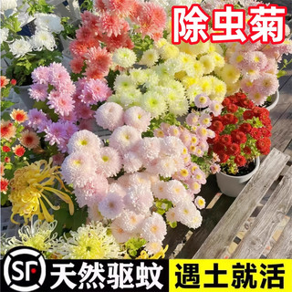除虫菊花种籽子庭院驱蚊草花卉驱虫菊花种子大全室外四季播种开花