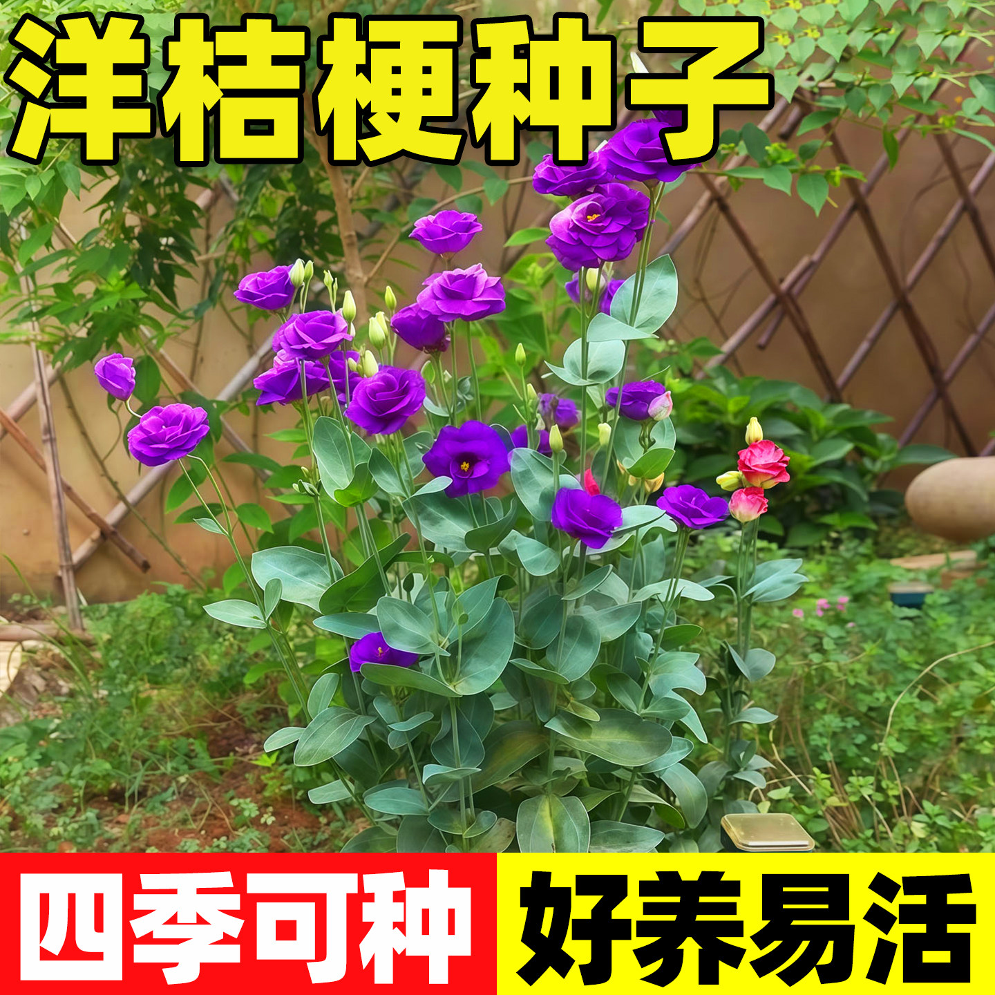 进口重瓣洋桔梗花种子四季播种开花易活种孑室外秋播花种籽子花籽,鲜花速递/花卉仿真/绿植园艺,家庭园艺种子,淘宝优惠券,粉丝福利购,淘宝优惠卷