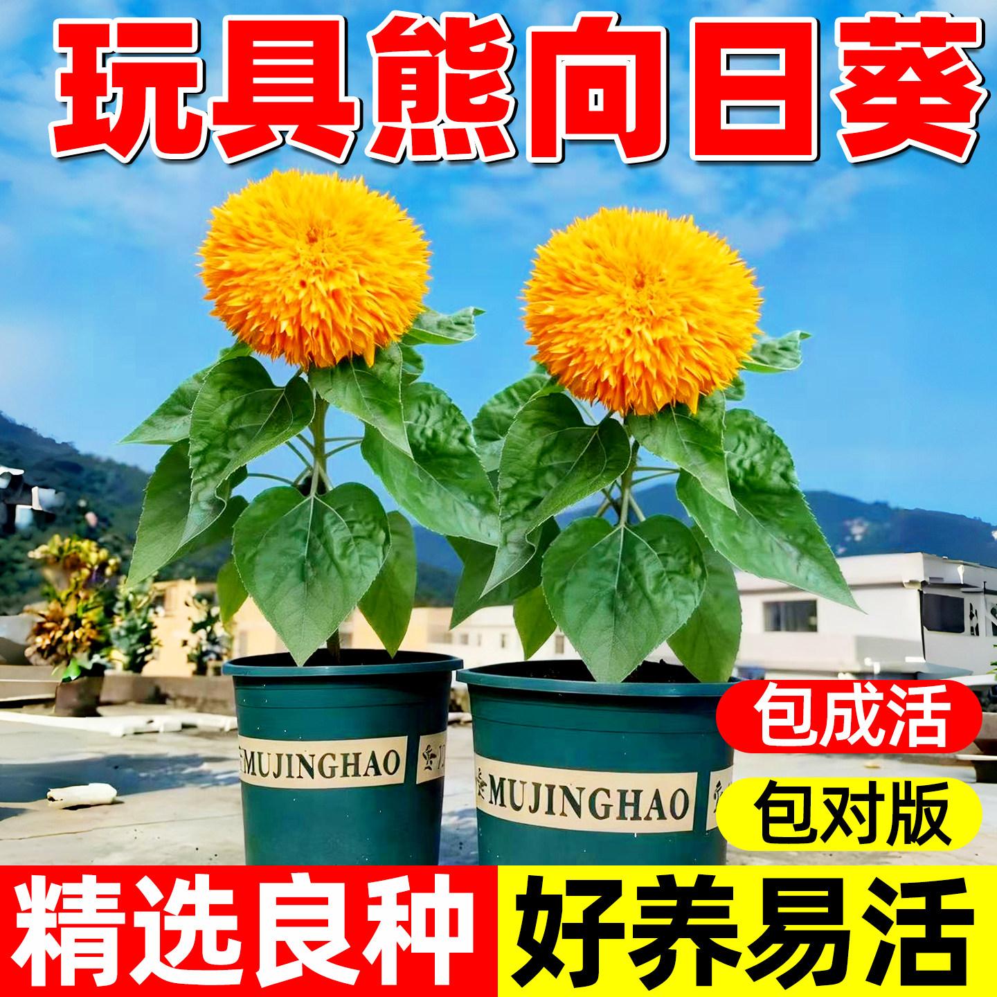 重瓣玩具熊向日葵种孑泰迪种子观赏矮苗花种阳台庭院盆栽葵花籽种