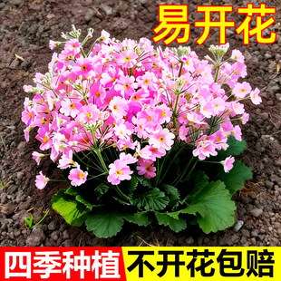 报春花种子四季开花易活花籽年景花七重楼樱草花花种阳台庭院盆栽