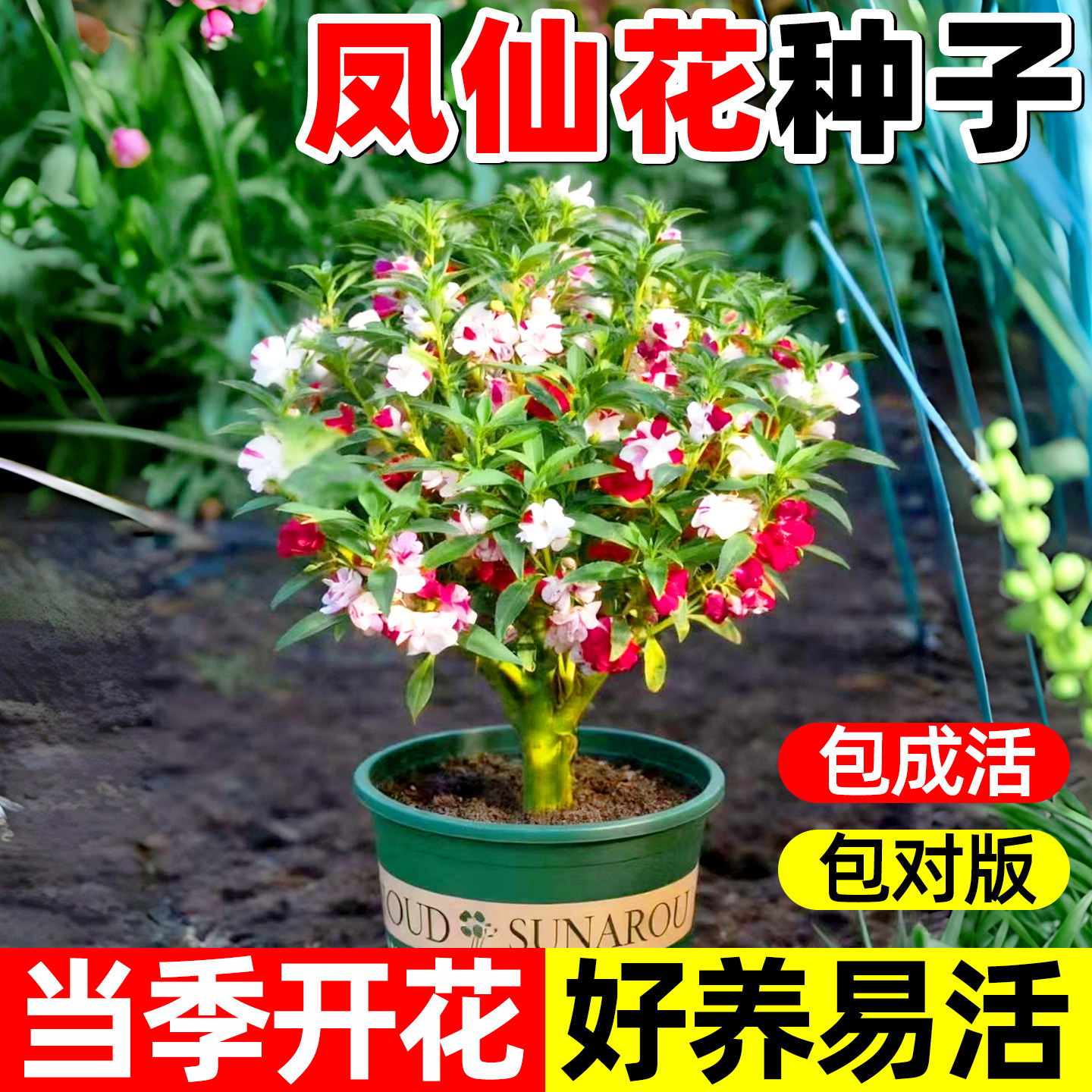 重瓣凤仙花种籽指甲花种子孑室内外太阳花花种籽子四季播种开花卉