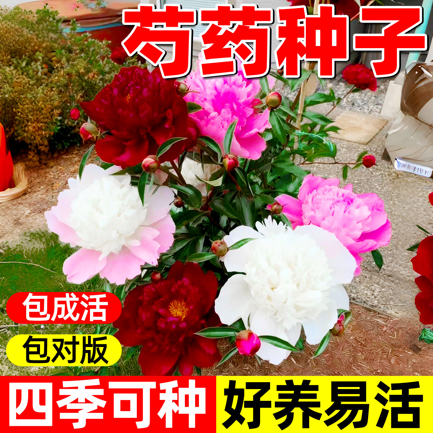 混色芍药花种子浓香耐寒易活带芽多年生四季可种阳台庭院观花盆栽