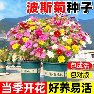 波斯菊种籽子格桑花野花组合重瓣太阳花种孑室外四季播种开花种子