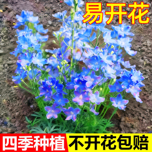 小花飞燕草千鸟草花种子籽四季种植开花易活盆栽花苗阳台庭院种孑