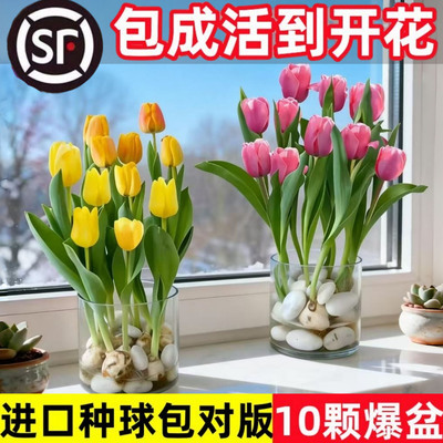 10颗郁金香种球水培花卉