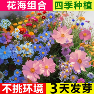 野花组合花种子籽孑四季播种花苗格桑花花籽易活花卉花草大全盆栽