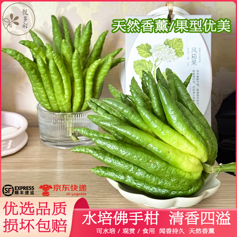 水培观赏佛手柑小南瓜玉米鲜切枝千层金鲜花家居摆设昆明基地直发