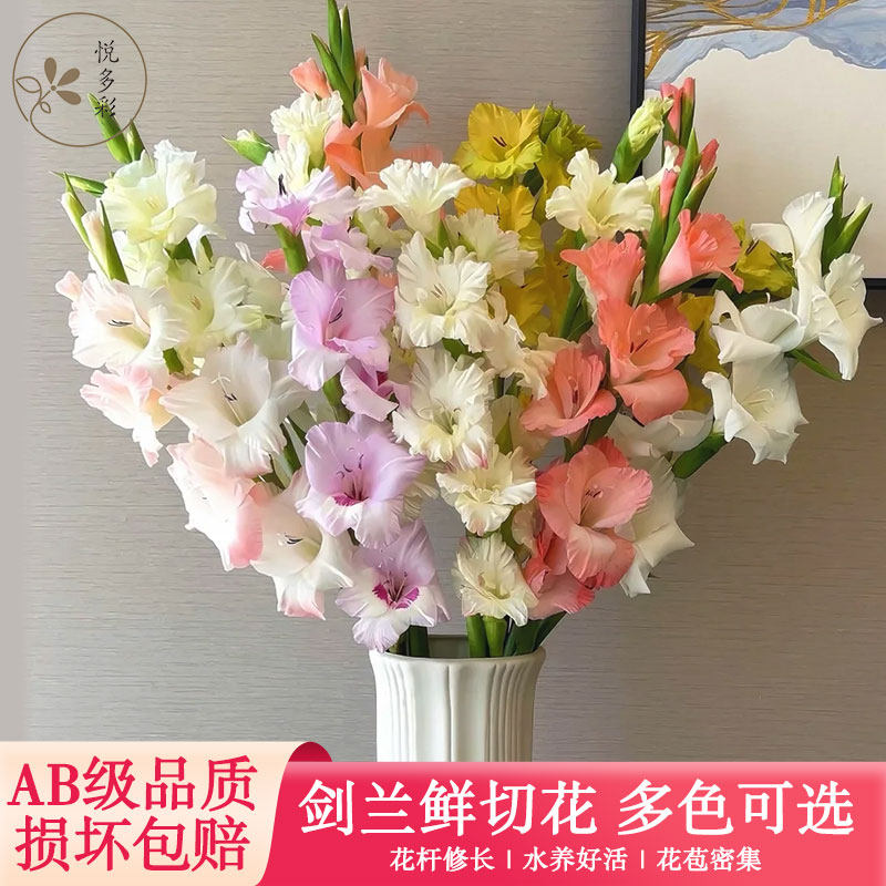 悦多彩AB级剑兰鲜切花鲜花家用插花水养云南昆明基地顺丰直发速递