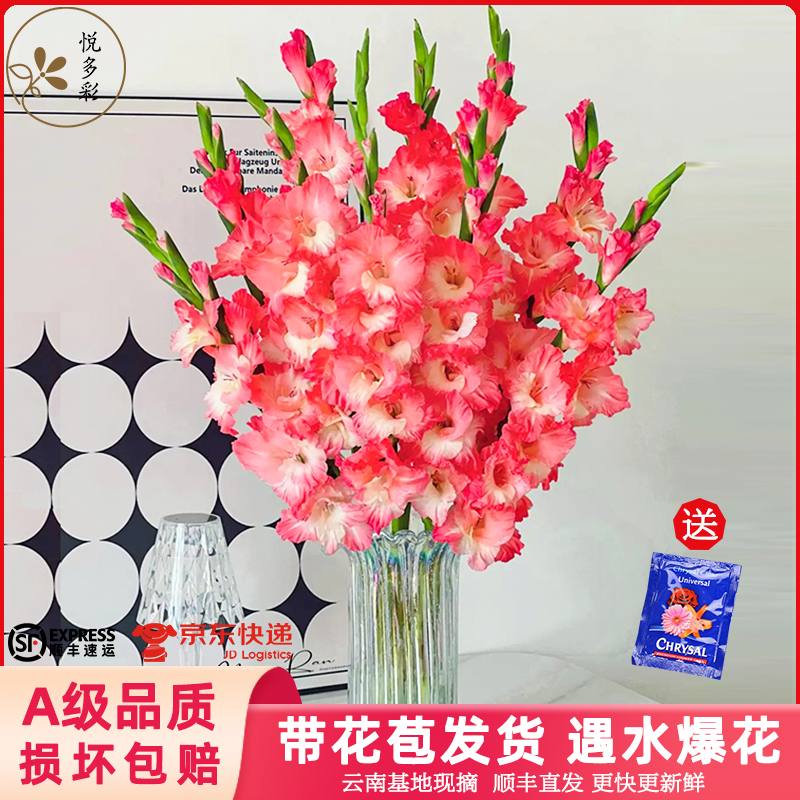 剑兰大花蕙兰鲜花基地直发