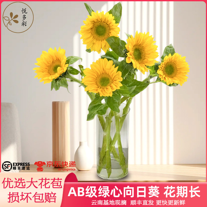 悦多彩AB级绿心向日葵鲜花