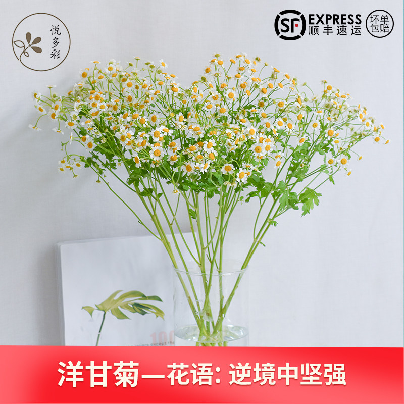 精选云南优质鲜花洋甘菊 翠菊家居办公生日祝福创意水养斗南速递属于什么档次？