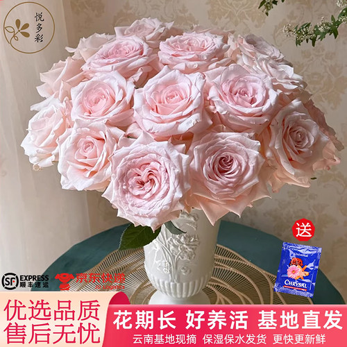 悦多彩AB级玫瑰鲜花云南基地直发