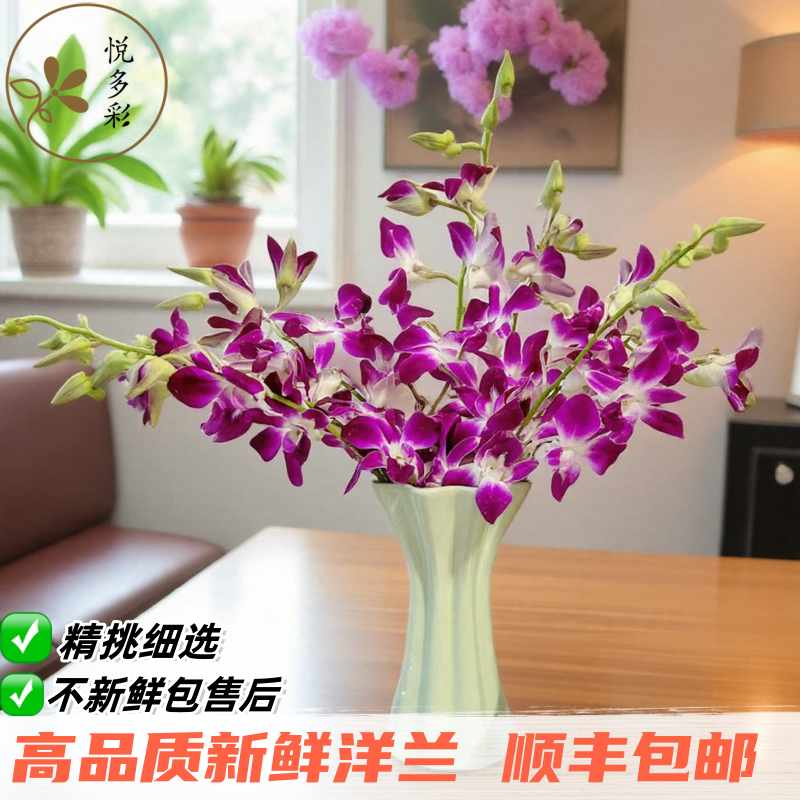 悦多彩天堂鸟跳舞兰新鲜现采包邮