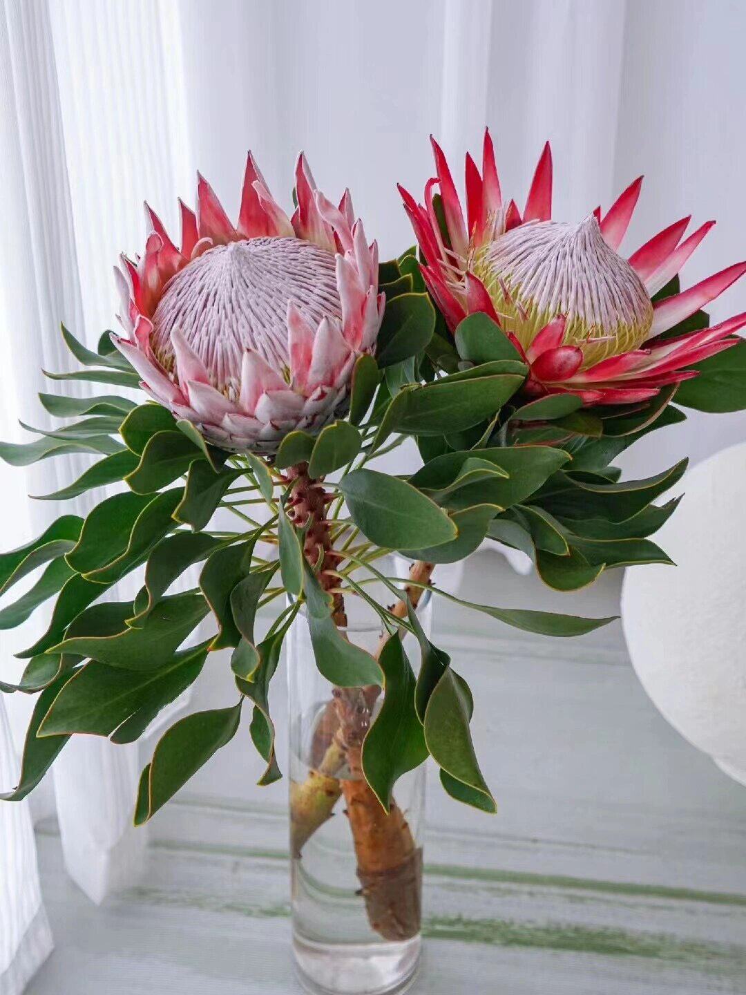 悦多彩ab级帝王公主花大花蕙兰雀梅天鹅融鲜花速递同城鲜切水养花