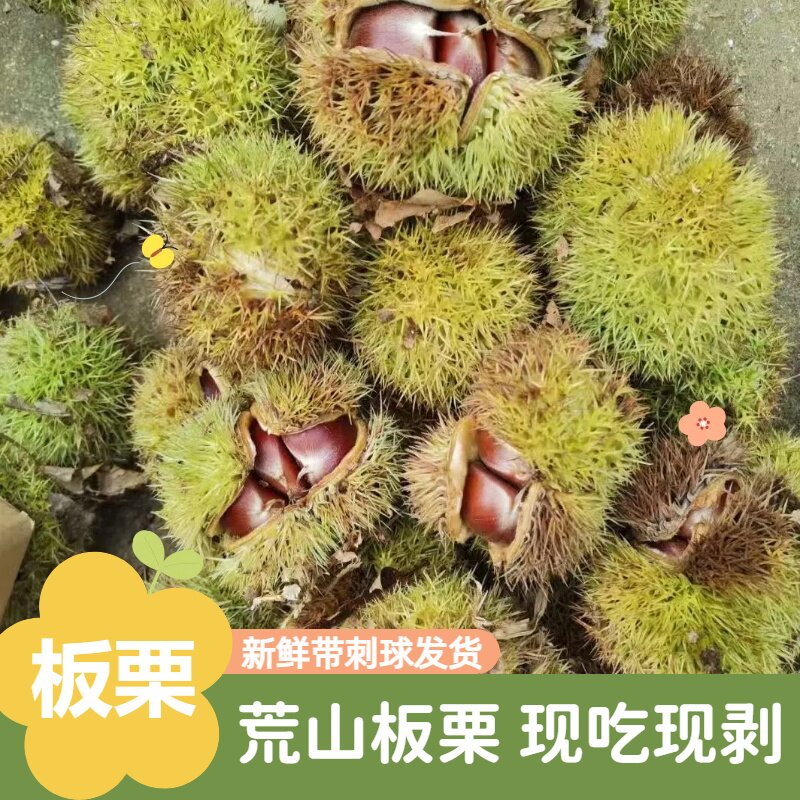 板栗新鲜带刺球发货现吃现剥农家特产生板栗26年新应季鲜栗子5斤