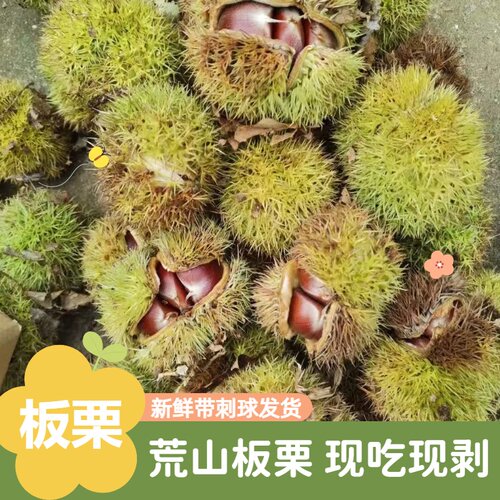 26年应季新鲜带刺壳板栗球5斤