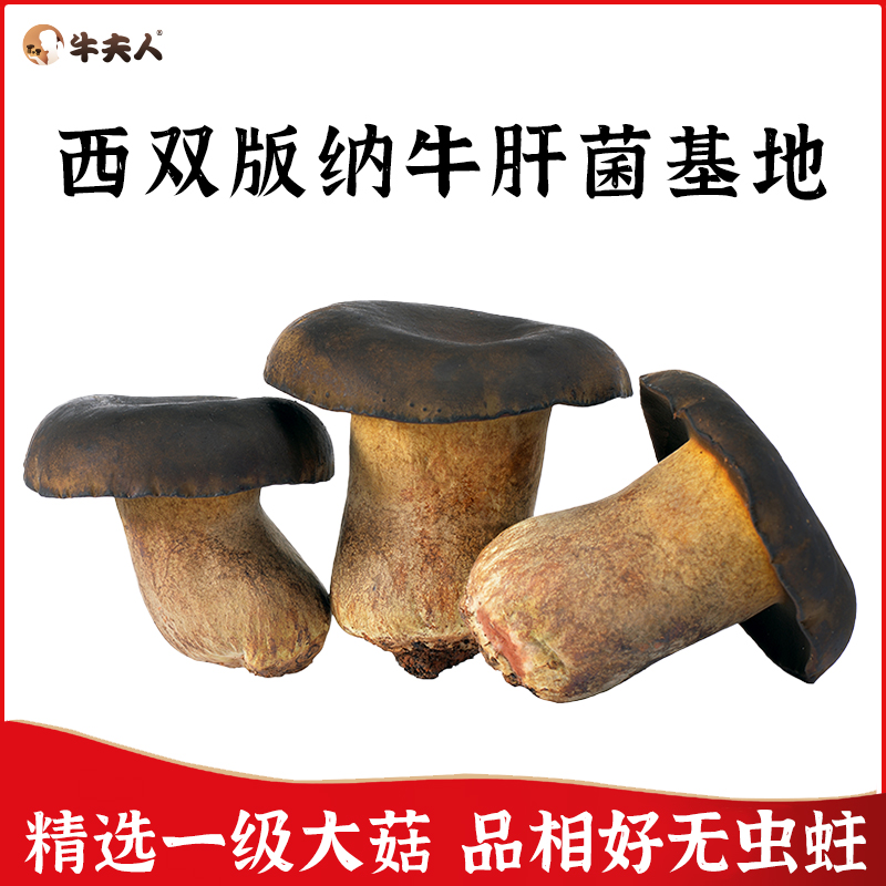 牛夫人新鲜牛肝菌精选一级大菇