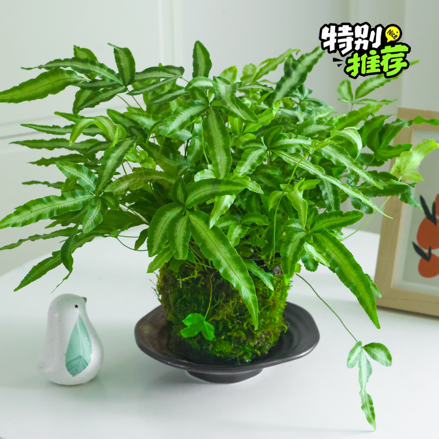 银线蕨苔藓球盆栽观叶绿植好养活
