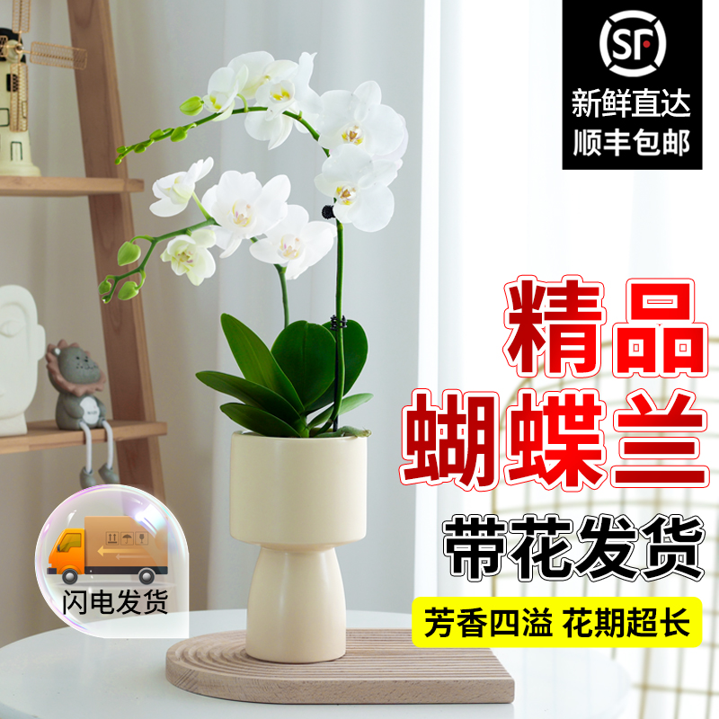 带花发货蝴蝶兰桌面雪域