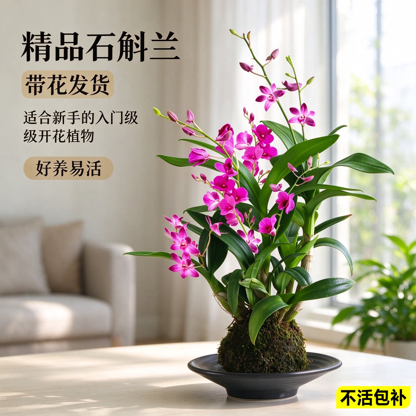 水培植物石斛兰小盆栽带花苞苔藓球绿植花卉花苗室内桌面兰花盆景